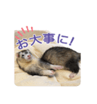 フェレットのかじきくん（個別スタンプ：22）