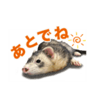 フェレットのかじきくん（個別スタンプ：23）