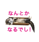 フェレットのかじきくん（個別スタンプ：24）