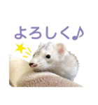 フェレットのかじきくん（個別スタンプ：25）