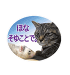 フェレットのかじきくん（個別スタンプ：26）