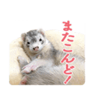 フェレットのかじきくん（個別スタンプ：28）