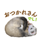 フェレットのかじきくん（個別スタンプ：29）