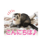 フェレットのかじきくん（個別スタンプ：30）