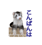 フェレットのかじきくん（個別スタンプ：31）
