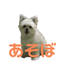 ポメマルももの日常（個別スタンプ：3）
