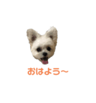 ポメマルももの日常（個別スタンプ：5）