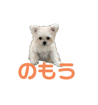 ポメマルももの日常（個別スタンプ：6）
