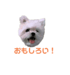 ポメマルももの日常（個別スタンプ：16）
