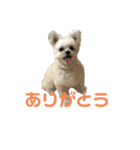 ポメマルももの日常（個別スタンプ：18）