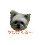 ポメマルももの日常（個別スタンプ：29）