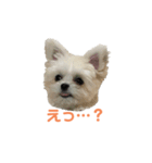 ポメマルももの日常（個別スタンプ：31）