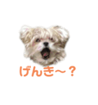 ポメマルももの日常（個別スタンプ：34）
