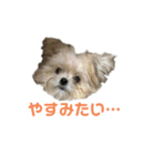 ポメマルももの日常（個別スタンプ：37）