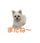 ポメマルももの日常（個別スタンプ：40）