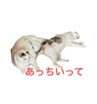 こぴ＆バニラ(家猫・保護猫)（個別スタンプ：1）