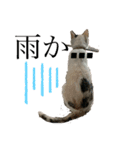 こぴ＆バニラ(家猫・保護猫)（個別スタンプ：3）