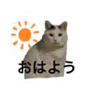 こぴ＆バニラ(家猫・保護猫)（個別スタンプ：5）
