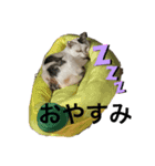 こぴ＆バニラ(家猫・保護猫)（個別スタンプ：6）