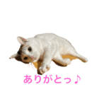 こぴ＆バニラ(家猫・保護猫)（個別スタンプ：7）