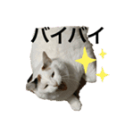 こぴ＆バニラ(家猫・保護猫)（個別スタンプ：8）