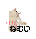 こぴ＆バニラ(家猫・保護猫)（個別スタンプ：9）