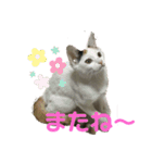 こぴ＆バニラ(家猫・保護猫)（個別スタンプ：10）