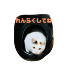 こぴ＆バニラ(家猫・保護猫)（個別スタンプ：11）