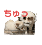 こぴ＆バニラ(家猫・保護猫)（個別スタンプ：12）