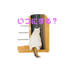 こぴ＆バニラ(家猫・保護猫)（個別スタンプ：13）