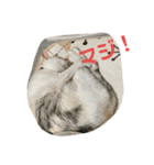 こぴ＆バニラ(家猫・保護猫)（個別スタンプ：15）