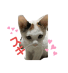 こぴ＆バニラ(家猫・保護猫)（個別スタンプ：16）