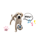 ラブラドール Lab ＆ Peace2（個別スタンプ：1）