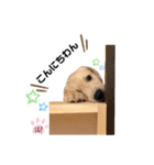 ラブラドール Lab ＆ Peace2（個別スタンプ：2）