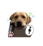 ラブラドール Lab ＆ Peace2（個別スタンプ：7）