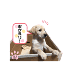 ラブラドール Lab ＆ Peace2（個別スタンプ：9）