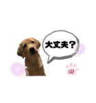 ラブラドール Lab ＆ Peace2（個別スタンプ：19）