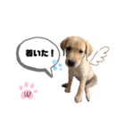 ラブラドール Lab ＆ Peace2（個別スタンプ：25）