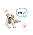 ラブラドール Lab ＆ Peace2（個別スタンプ：26）