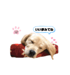 ラブラドール Lab ＆ Peace2（個別スタンプ：32）