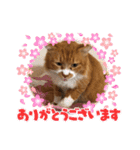 ドロちゃんでござる。（個別スタンプ：9）