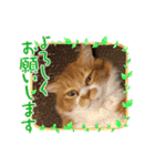 ドロちゃんでござる。（個別スタンプ：10）