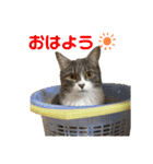 癒しのねこたち（個別スタンプ：1）