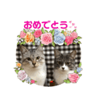 癒しのねこたち（個別スタンプ：4）