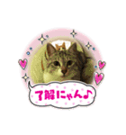 癒しのねこたち（個別スタンプ：5）