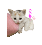 癒しのねこたち（個別スタンプ：6）
