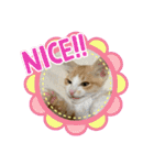 癒しのねこたち（個別スタンプ：7）