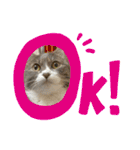 癒しのねこたち（個別スタンプ：8）