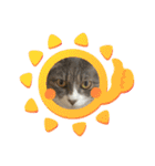 癒しのねこたち（個別スタンプ：9）