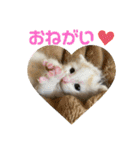 癒しのねこたち（個別スタンプ：10）